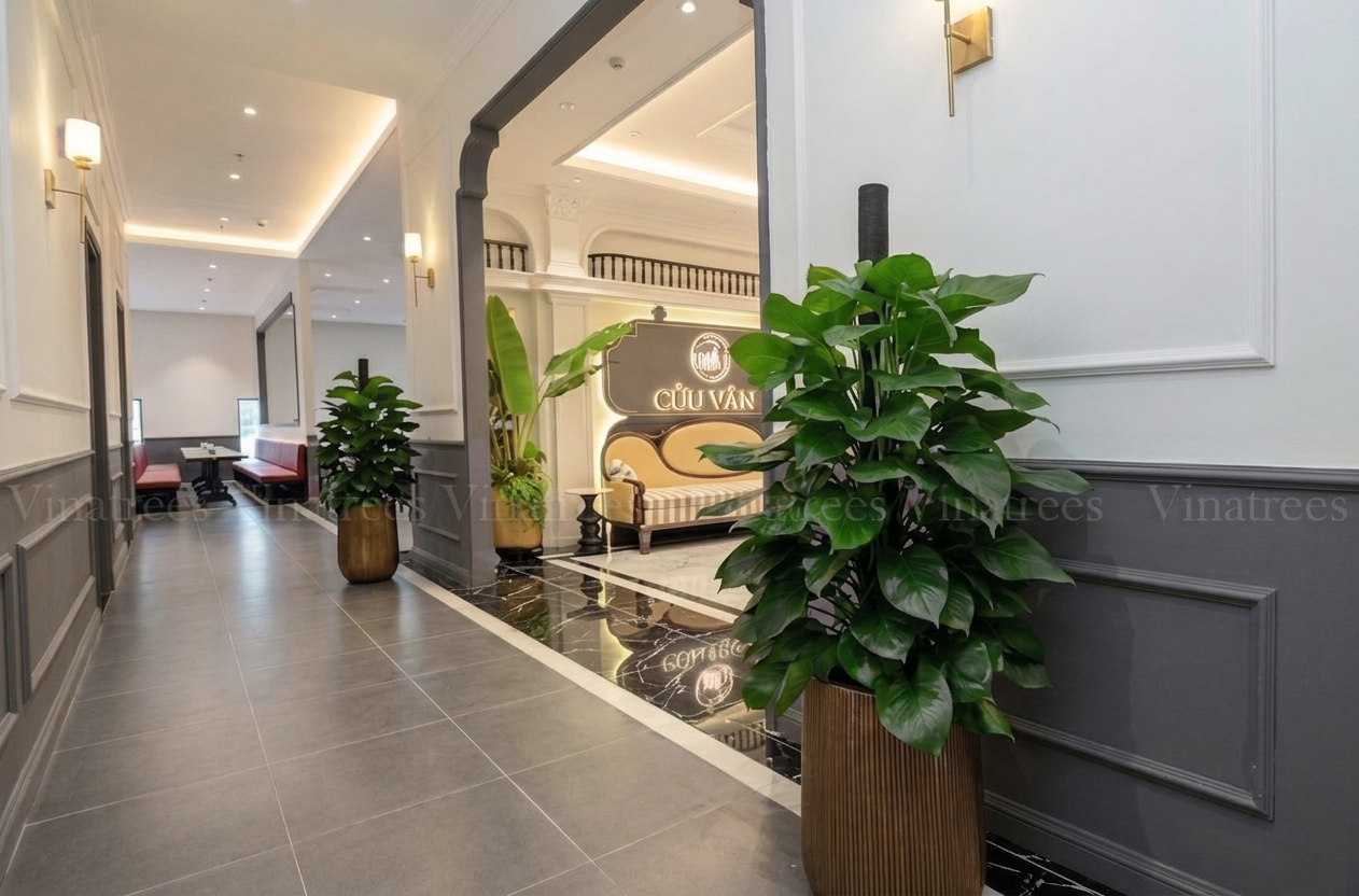 Cây Thiết Mộc Lan Cột được Vinatrees bố trí là cây xanh tại hai bên lối vào